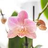 COMBI DEAL van 2 oud roze Phalaenopsis orchideeën - Treviso | bloeiende kamerplant - vers van de kweker