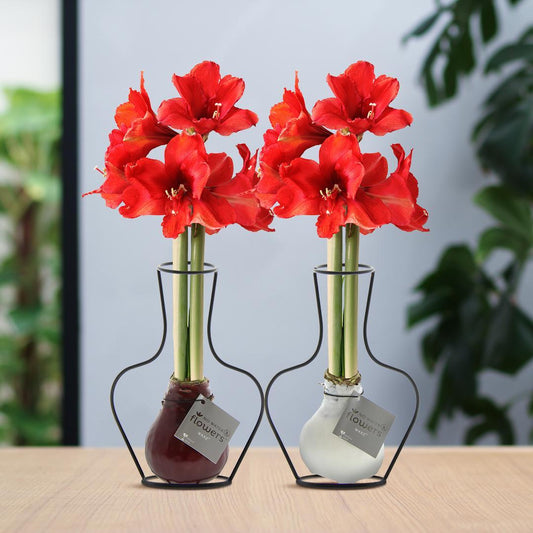 No Water Flowers® (wax amaryllis) | Formz Classic Mix (2 pack) + Red flower