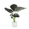 Alocasia Regal Shield in Vibes WIT pot