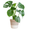 Monstera Deliciosa met Lissabon mand