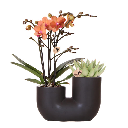 Set van oranje orchidee Bolzano en succulent in Tube sierpot black | bloeiende kamerplant - vers van de kweker