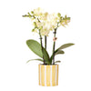 Gele Phalaenopsis orchidee - Mexico + Painted Stripe pot yellow | bloeiende kamerplant - vers van de kweker