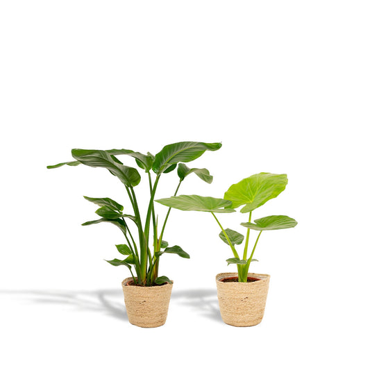 Strelitzia Nicolai + Alocasia Macrorrhiza + Mand Selin