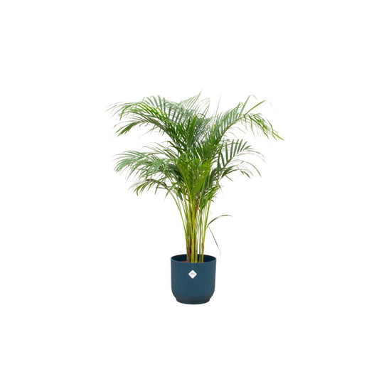 Areca palm inclusief elho pot