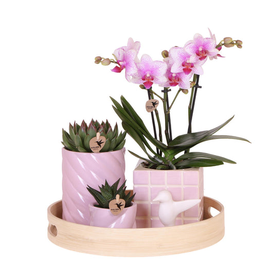 Gift set Colourful Optimism | Plantenset met roze Phalaenopsis Orchidee en Succulenten incl. keramieken sierpotten