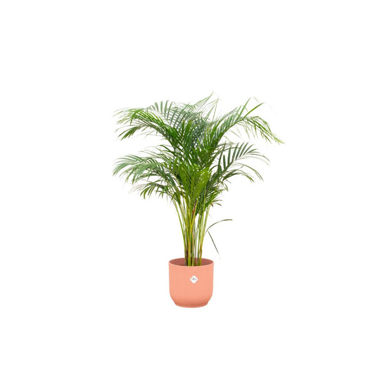 Areca palm inclusief elho pot