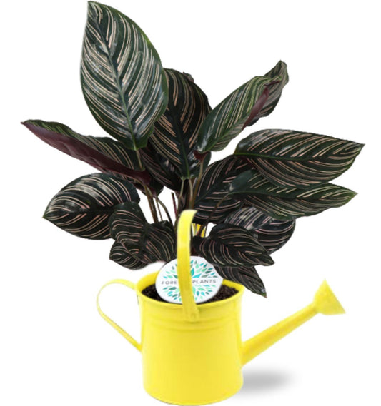 Calathea Ornata + Gele gieter