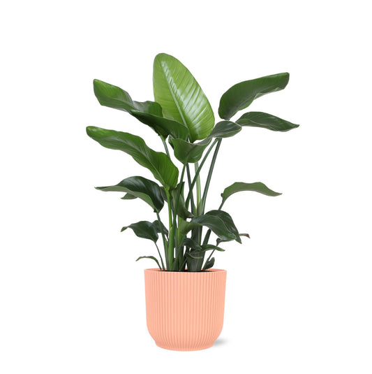 Strelitzia Nicolai in Vibes ROZE pot