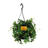 Parthenocissus Striatha Hang