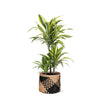 Dracaena Lemon Lime in Albury BLACK print mand