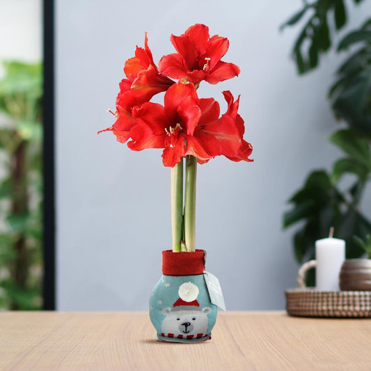 No Water Flowers® (wax amaryllis) | Fashionz Xmas Fun Silly - Ice Bear + Red flower