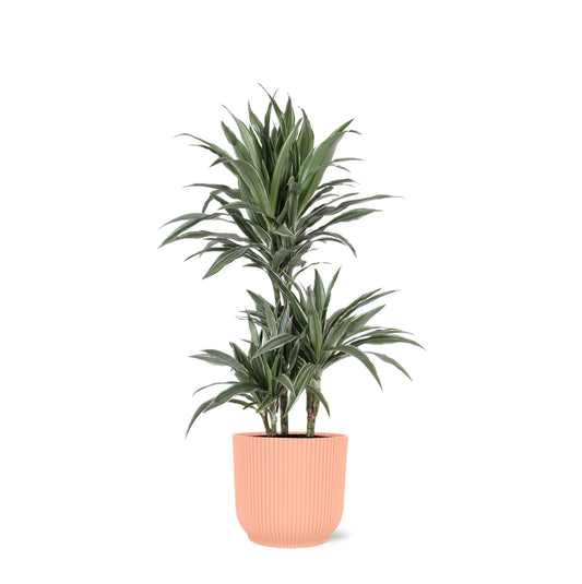 Dracaena Warneckii in Vibes wit pot