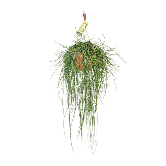 Rhipsalis Floccosa