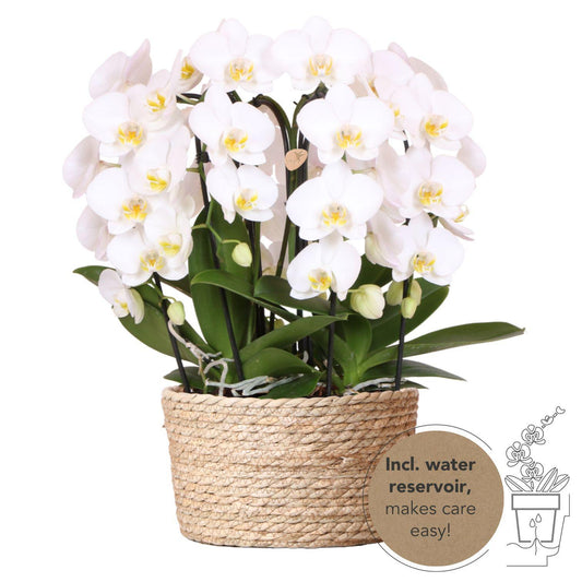 Witte orchideeënset in Reed Basket incl. waterreservoir | drie gebogen witte orchideeën Niagara Fall | Mono Bouquet wit met zelfvoorzienend waterreservoir