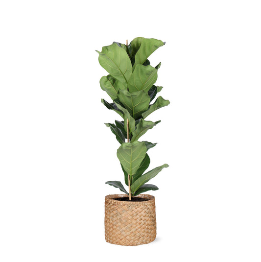 Ficus Lyrata - Ø21cm - ↕90cm in Albury NATURAL mand