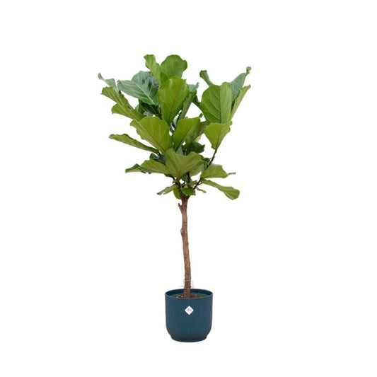 Ficus Lyrata stam inclusief elho Vibes Fold Round blauw