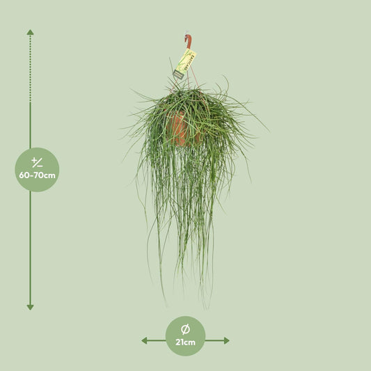 Rhipsalis Floccosa