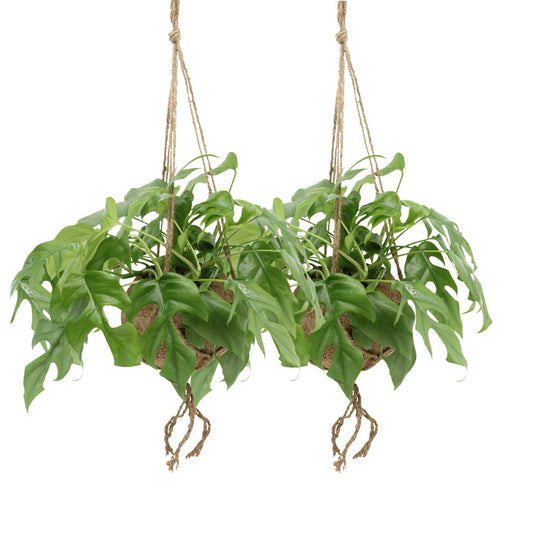 Kokodama Monstera Minima Hang - 2 stuks