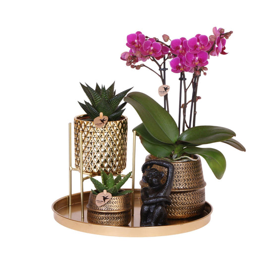 Gift set Hotel Chic| Plantenset met paarse Phalaenopsis Orchidee en Succulenten incl. keramieken sierpotten