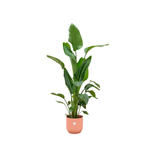 Strelitzia Nicolai inclusief elho Vibes Fold Round roze