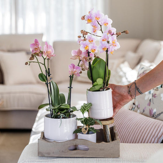 Roze phalaenopsis orchidee - Andorra + Pastel pot white - potmaat Ø9cm | bloeiende kamerplant - vers van de kweker