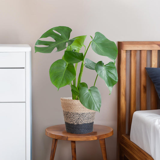 Monstera Deliciosa met Lissabon mand