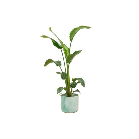 Strelitzia Nicolai + groen elho Ocean Round pacifisch