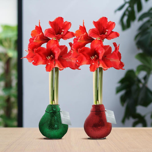 No Water Flowers® (wax amaryllis) | Glitterz® Traditional Mix (2 pack) + Red flower