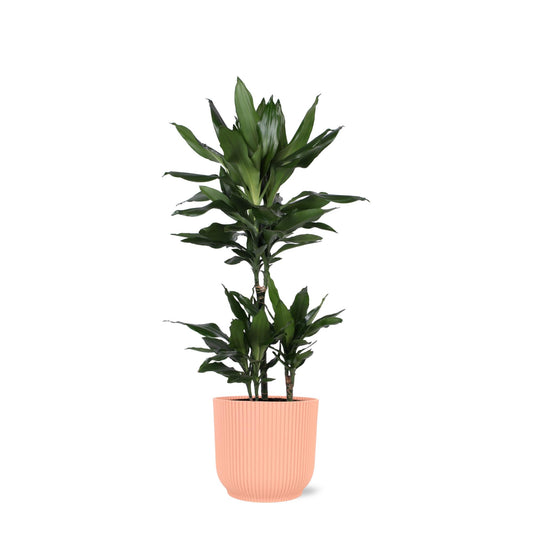 Dracaena Janet Lind inclusief pot