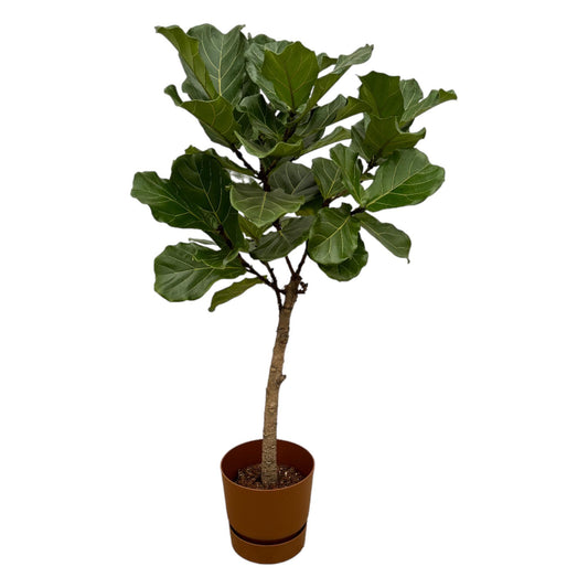 Ficus Lyrata stam inclusief elho Greenville Round bruin