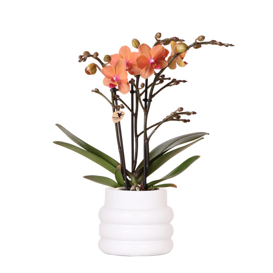 Oranje Phalaenopsis orchidee - Mineral Bolzano + Bubble pot white