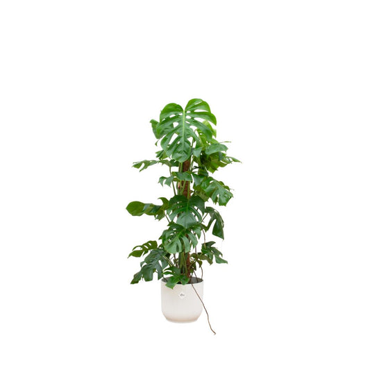 Monstera Pertusum XL inclusief elho Vibes Fold Round wit