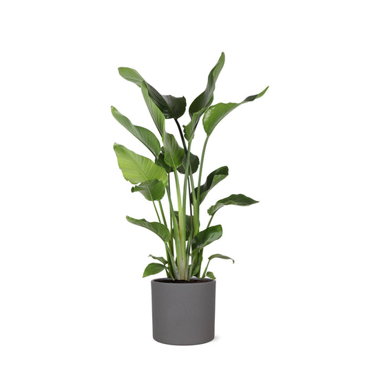 Strelitzia Nicolai in Era ANTRACIET pot