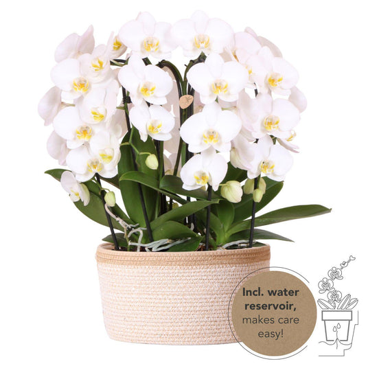 Witte orchideeënset in Cotton Basket incl. waterreservoir | drie gebogen witte orchideeën Niagara Fall | Mono Bouquet wit met zelfvoorzienend