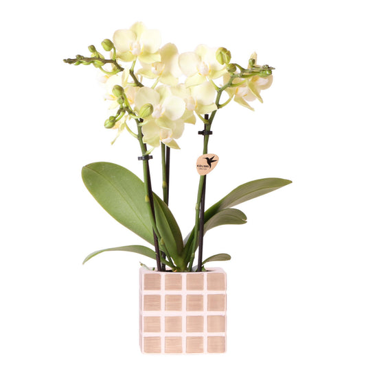 Gele phalaenopsis orchidee Mexico + Mosa sierpot bruin  | bloeiende kamerplant - vers van de kweker