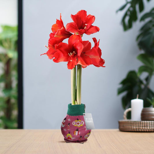 No Water Flowers® (wax amaryllis) | Fashionz Patterns Disco - Pink + Red flower