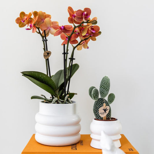 Oranje Phalaenopsis orchidee - Mineral Bolzano + Bubble pot white