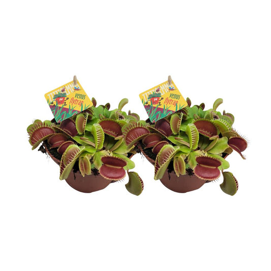 Dionaea Muscipula - 2 stuks