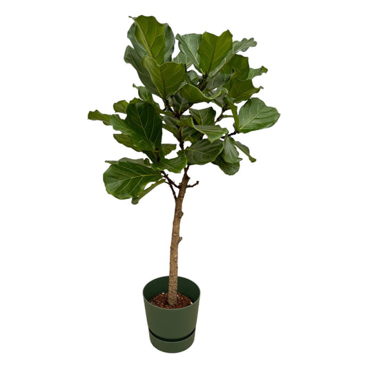 Ficus Lyrata stam inclusief elho Greenville Round groen