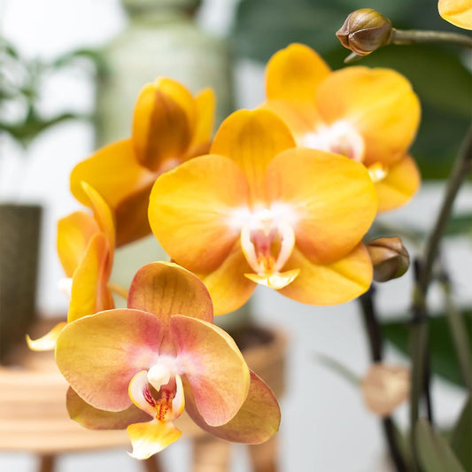 COMBI DEAL van 2 Phalaenopsis orchideeën - Las Vegas | bloeiende kamerplant - vers van de kweker