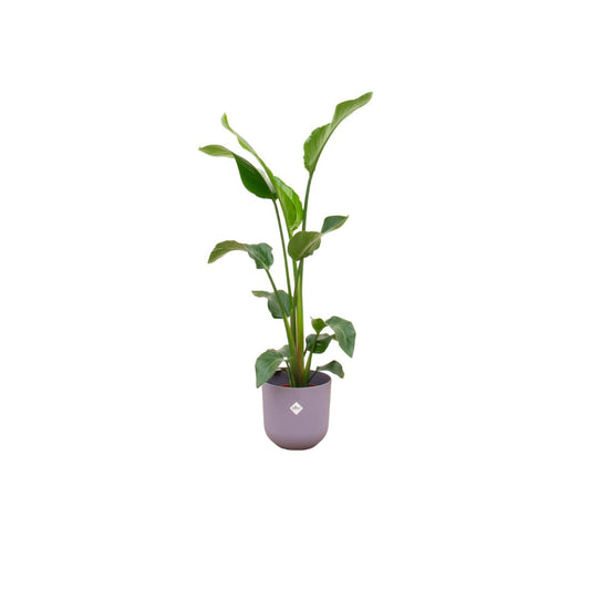 Strelitzia Nicolai inclusief elho pot