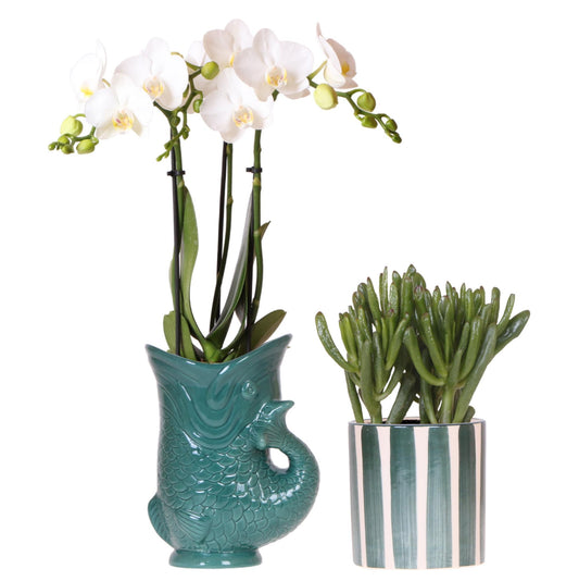 Set van witte orchidee Amabilis in Fish pot groen en succulent in Painted Stripe pot groen | bloeiende kamerplant - vers van de kweker