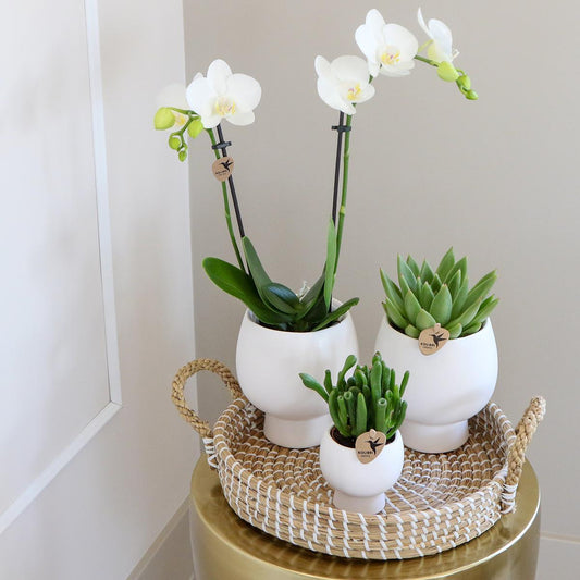 Plantenset met witte Phalaenopsis Orchidee en Succulenten incl. keramieken sierpotten