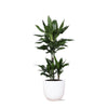 Dracaena Janet Lind in Boule WIT pot